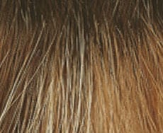 Fancy Hair Mason Perücke: almond-spice