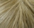 Temporary Name: swedish-blond-root-25-22root16