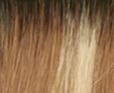 Fancy Hair Madison Perücke: nutmeg-f